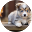Mini Pomskydoodle Puppies For Sale - Puppy Love PR